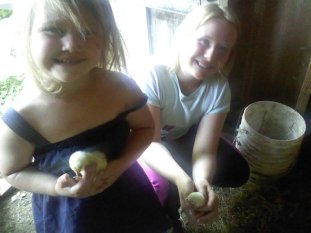 Baby Chicks Spring 2011
