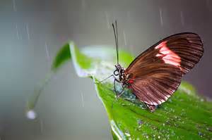 Butterfly In Rain