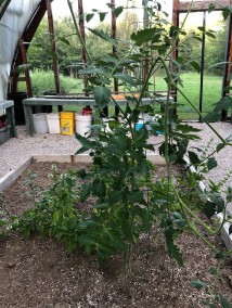 Tomato & Basil Plants