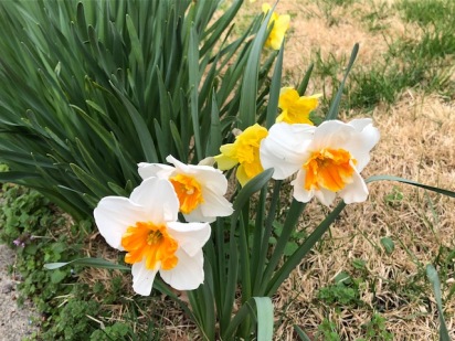 Variety of Daffodils