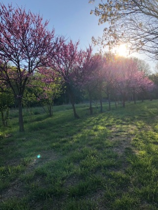 Red Bud Trees at Boone Hollow Farm