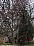 Tulip Tree on Benton Street